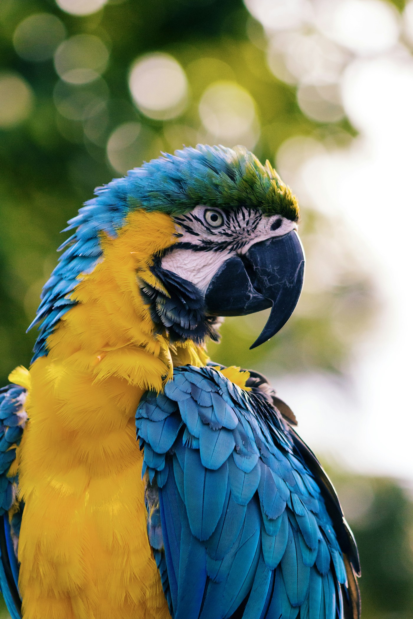 A blue and yellow macaw in soft forest light