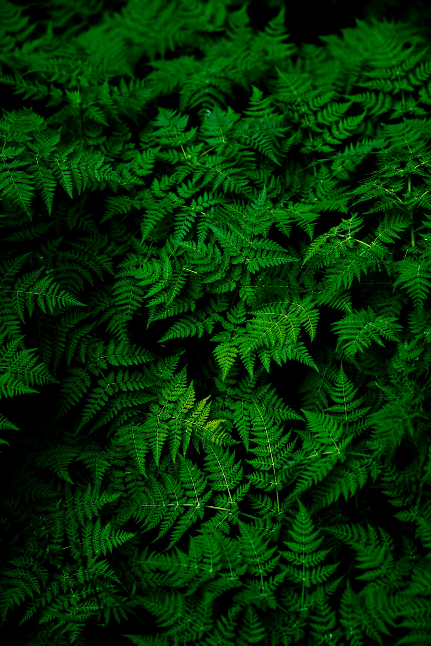 Layers of green fern fronds in the forest