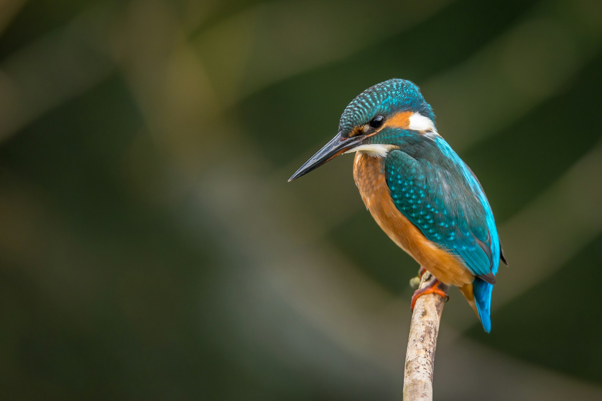 A turquoise and orange kingfisher resting on a branch against a deep green background
