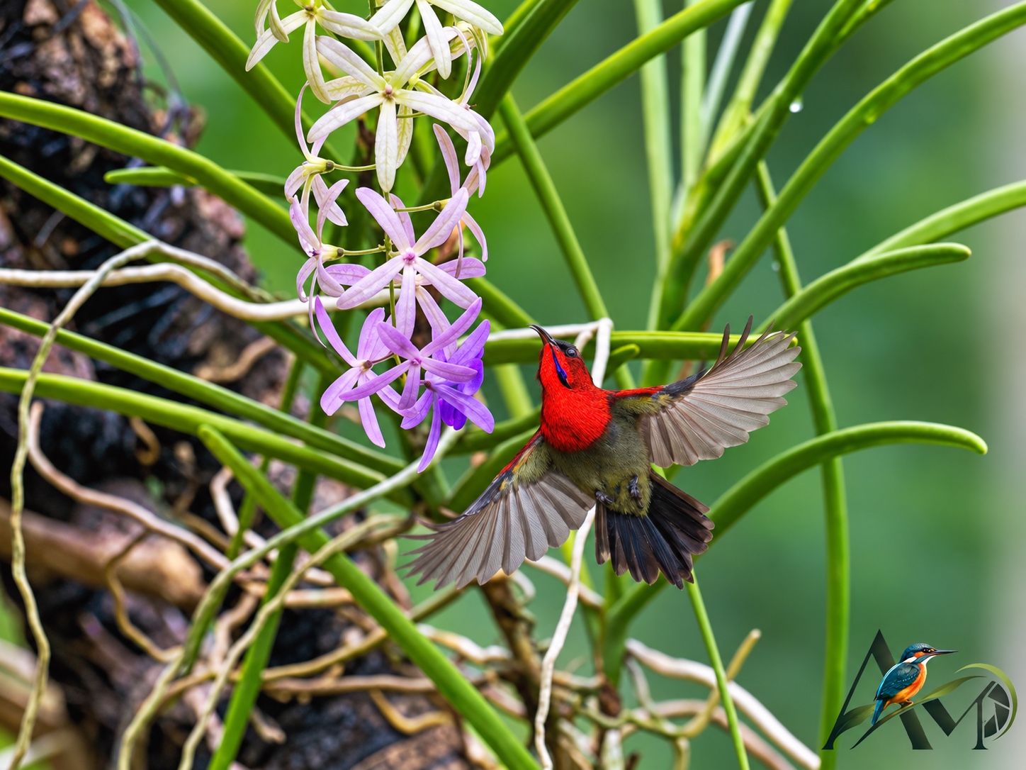 Crimson sunbird in flight beside purple flowers