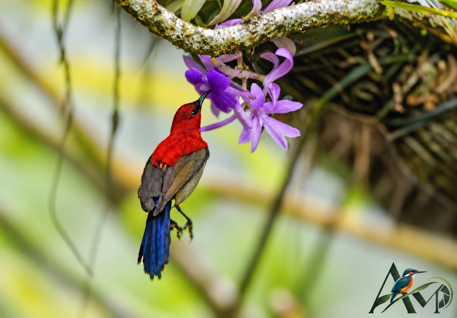 A red sunbird reaching towards a purple flower.