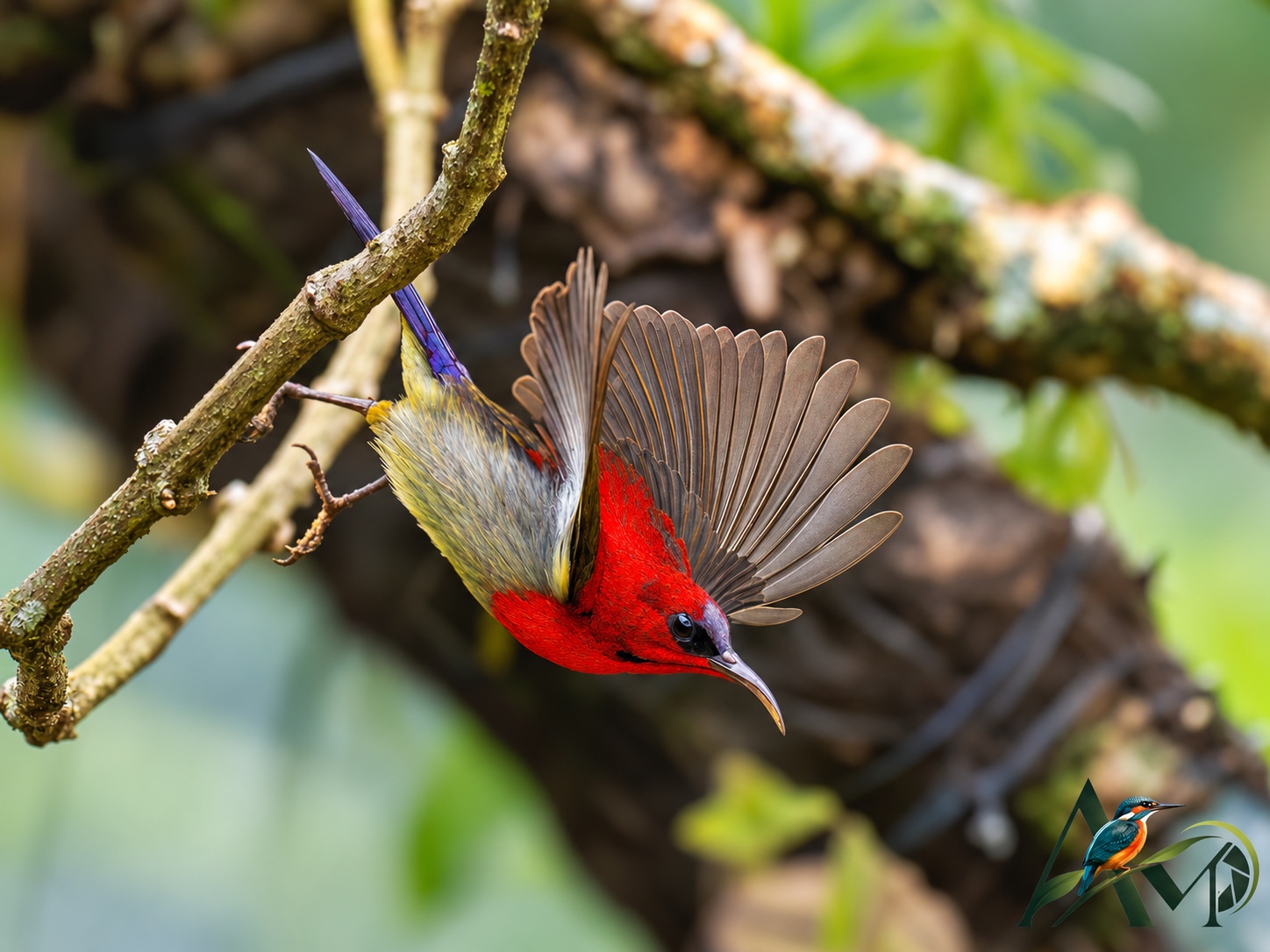 A red sunbird hanging beneath a branch with its wing extended.