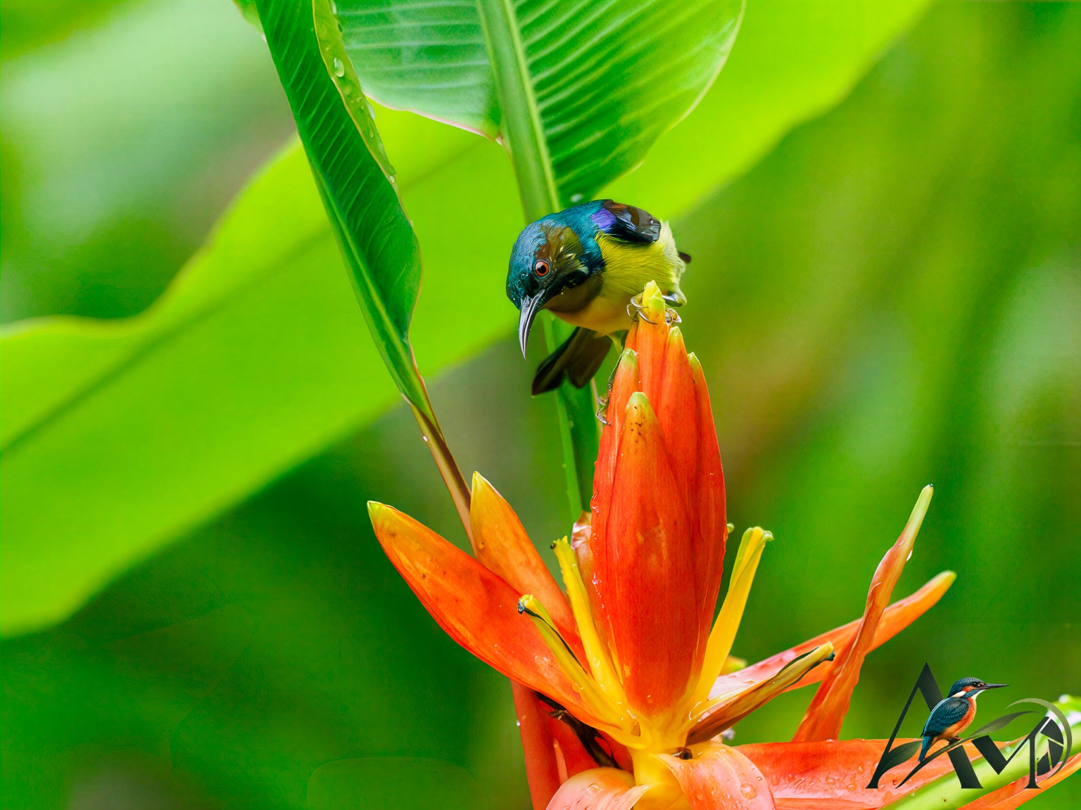 A colourful sunbird perched above an orange flower.
