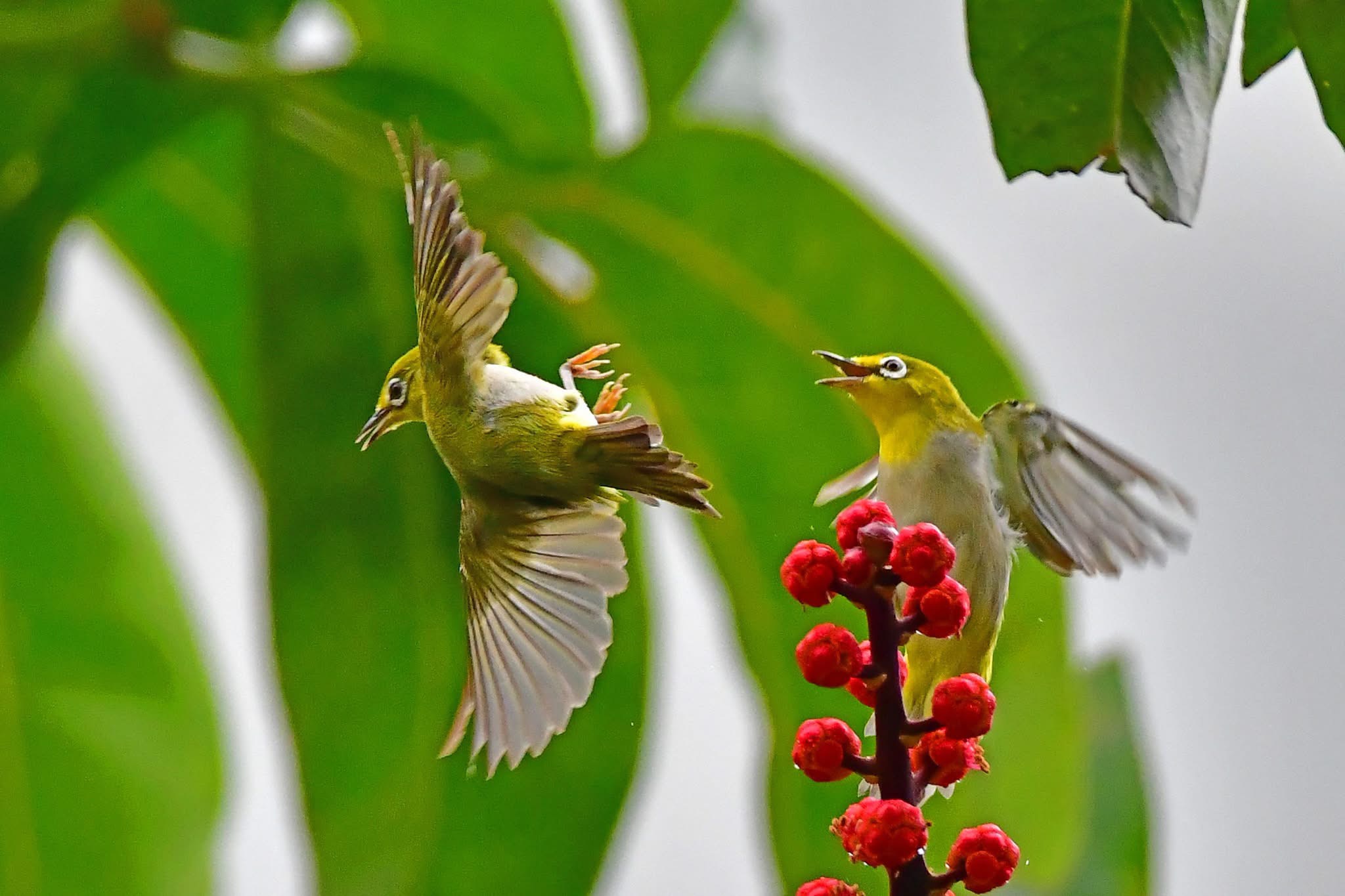 Two small birds in flight beside a cluster of red berries.