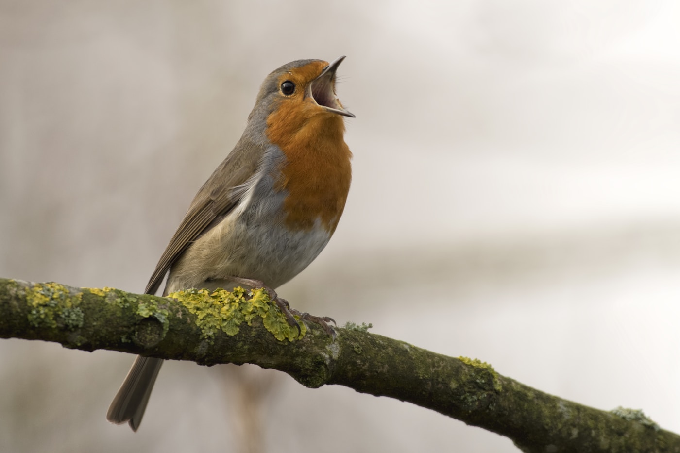 An orange-breasted robin singing from a mossy branch