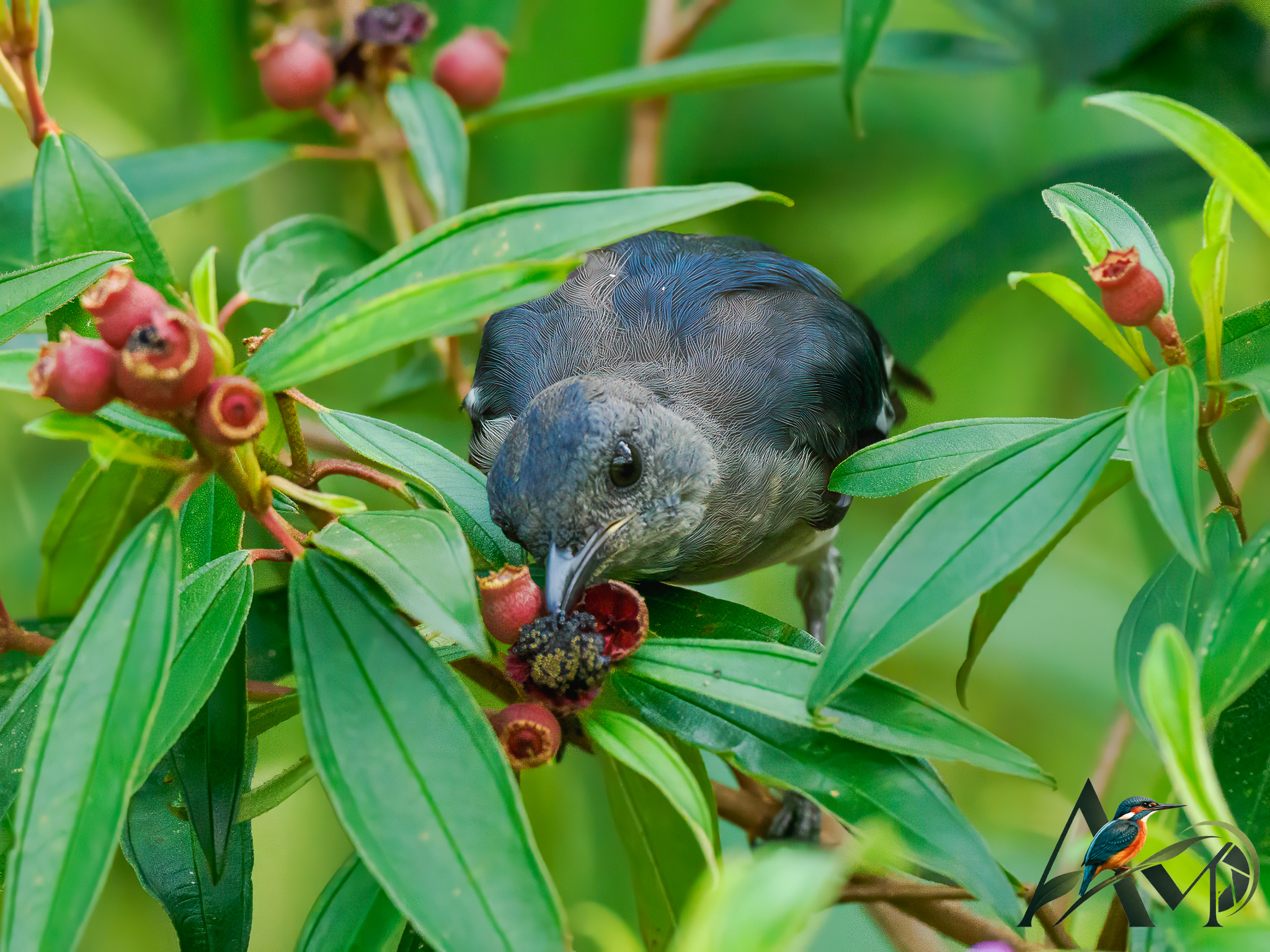 Feeding on the Melastoma malabathricum plant